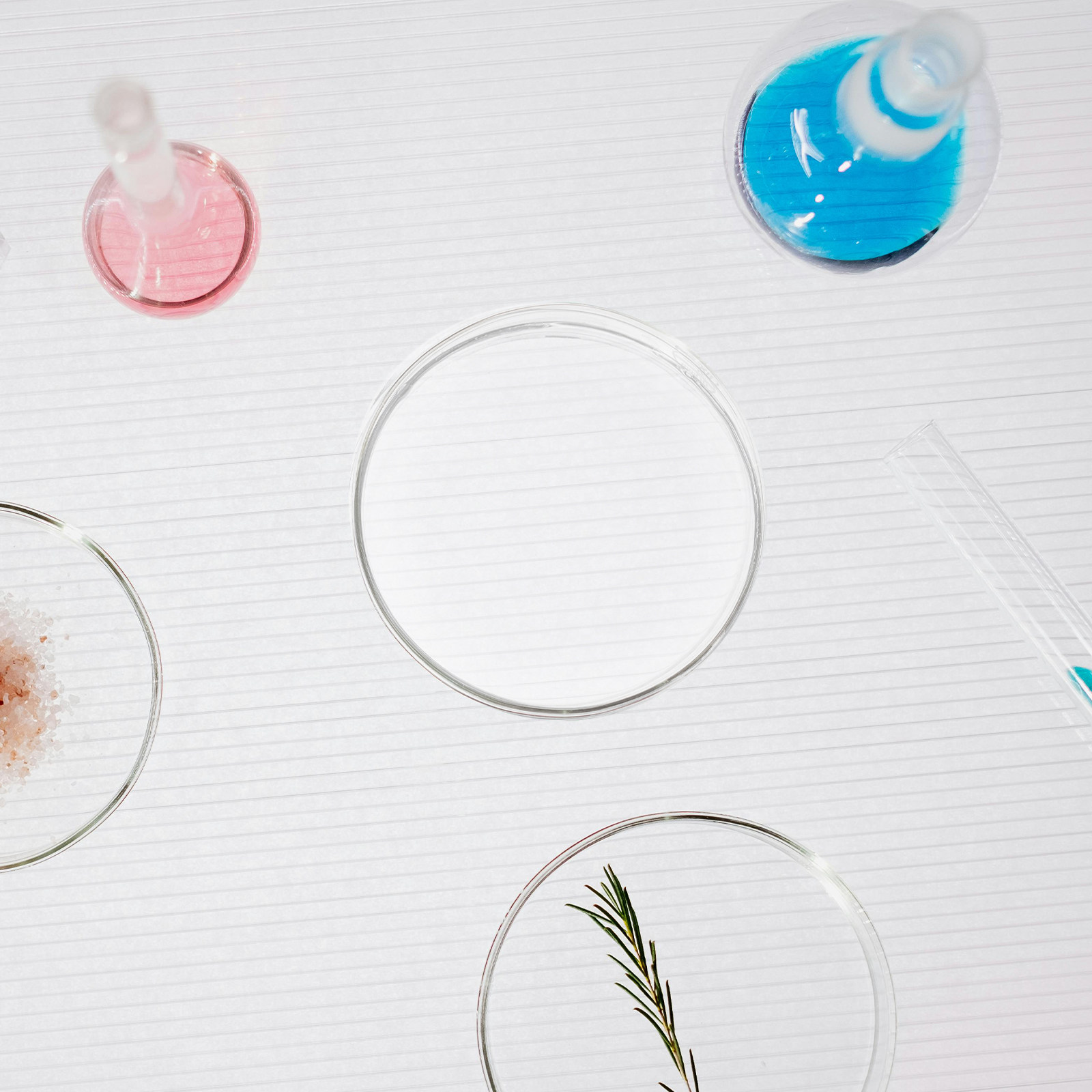Agar Tissue Culture - Glass Petri Dish Laboratory Flat Bottom