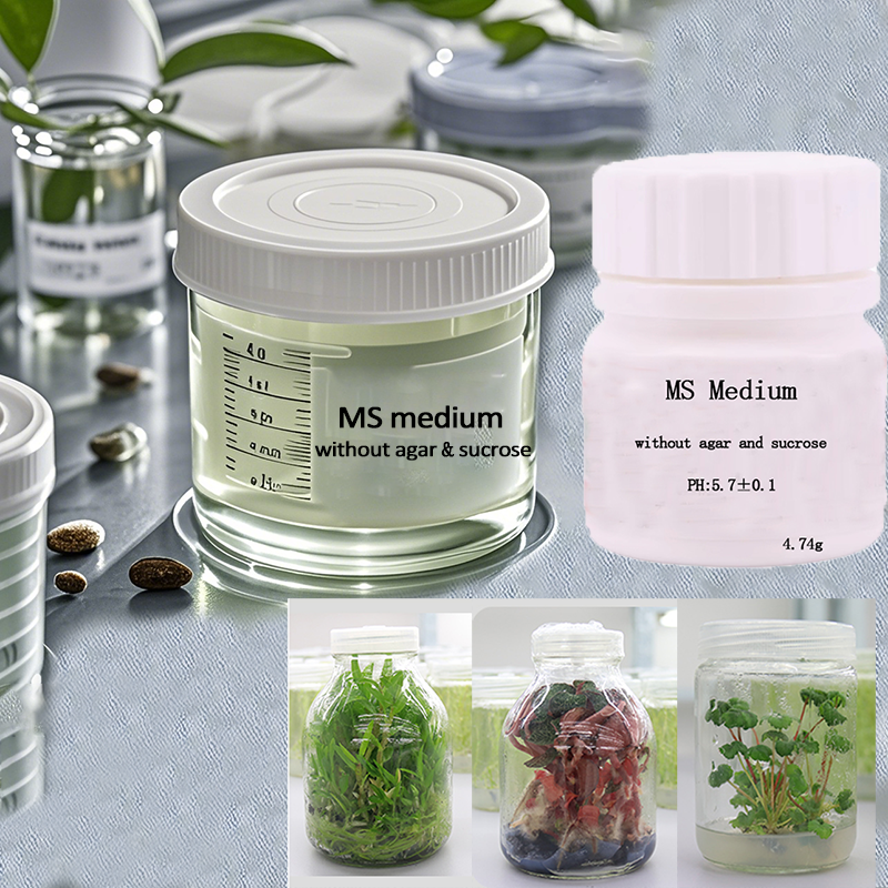 MS medium Without Agar Or Sucr - đánh giá và giá Agar Tissue Culture