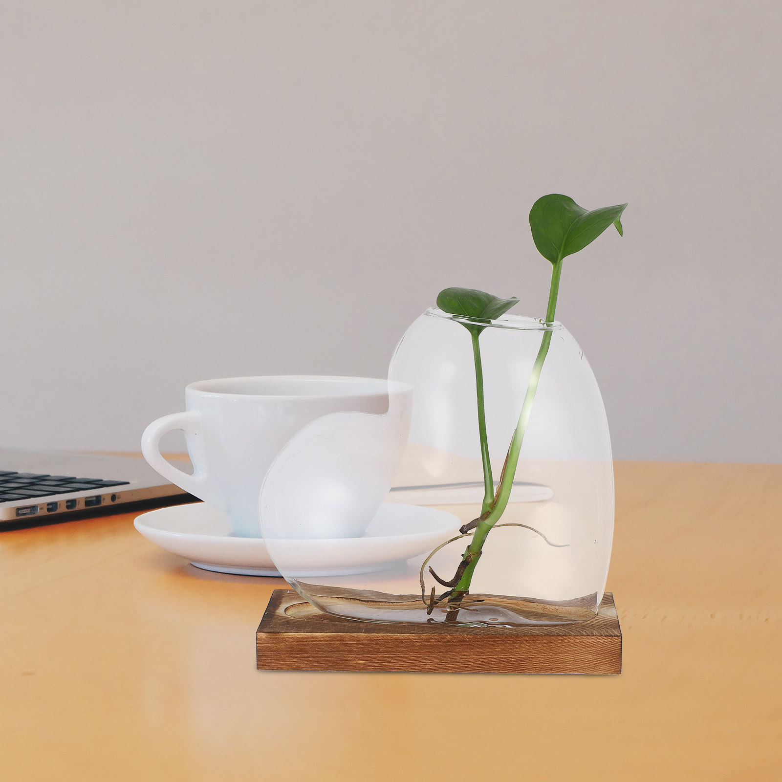 Creative Hydroponic Vase Trans - đánh giá và giá Propagation Station Vase